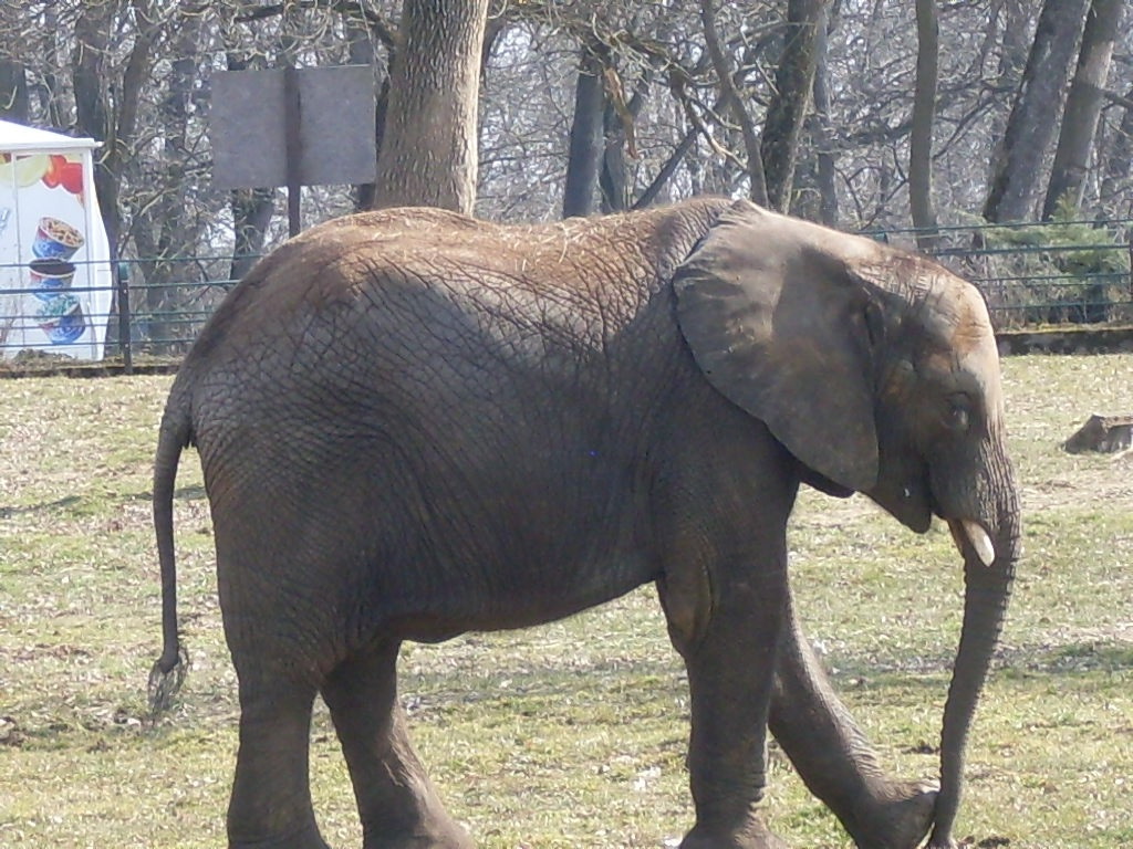 African elephant