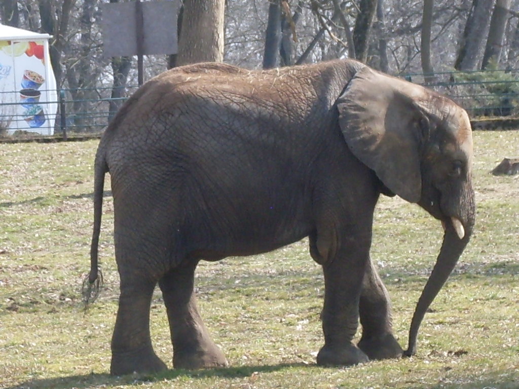 African elephant