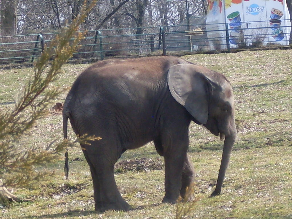 African elephant