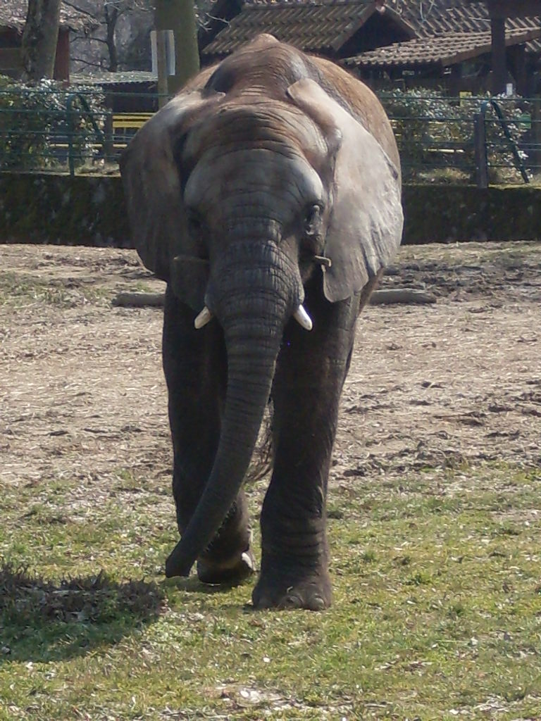 African elephant