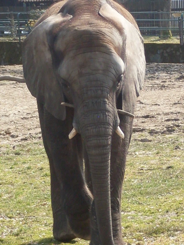 African elephant