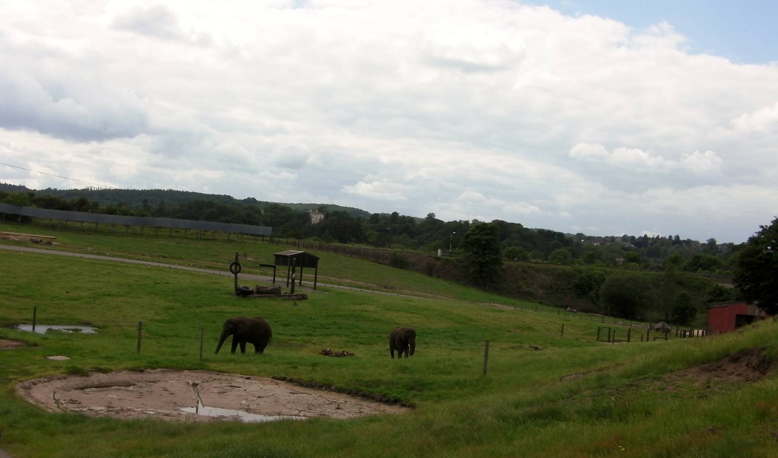 African Elephants  -  04.06.2012