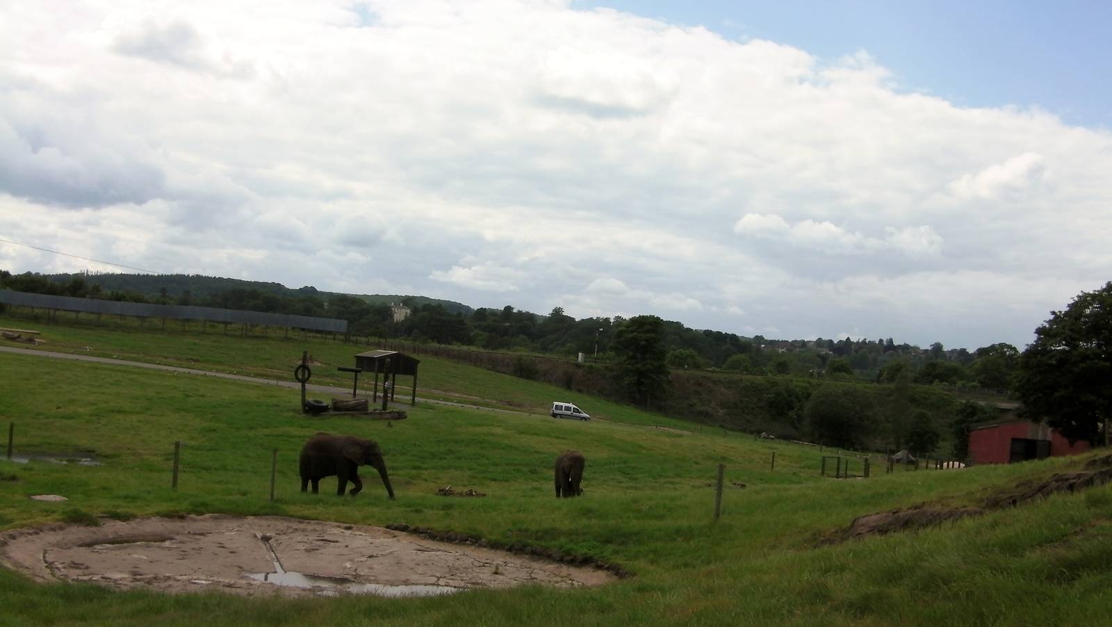 African Elephants  -  04.06.2012