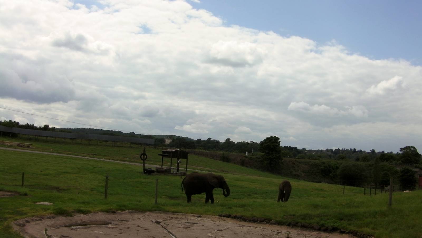 African Elephants  -  04.06.2012