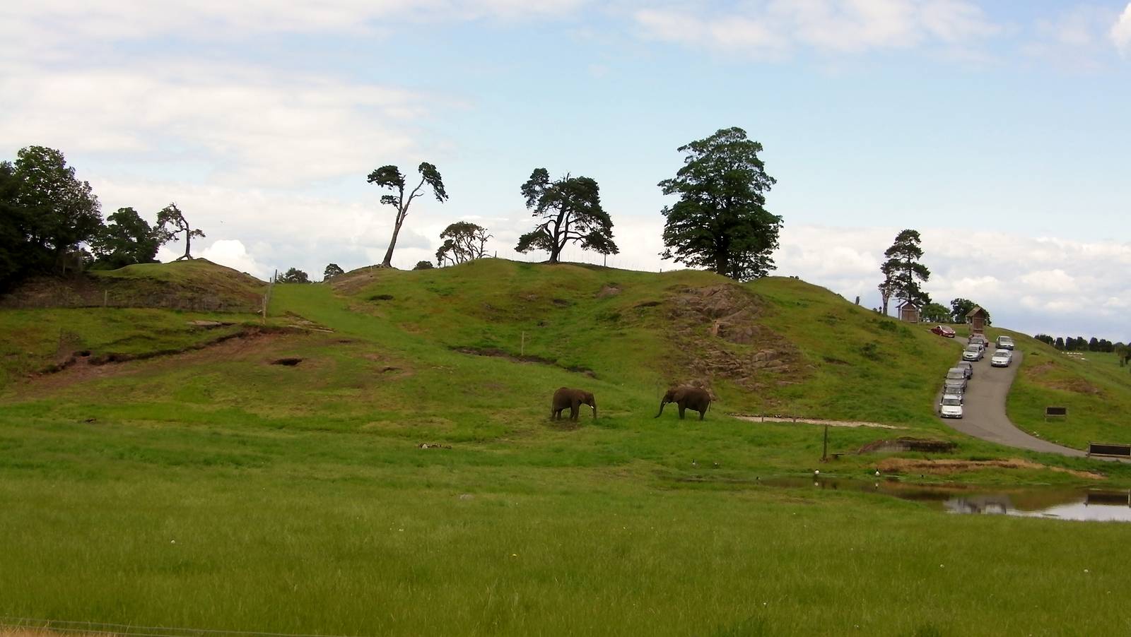 African Elephants  -  04.06.2012