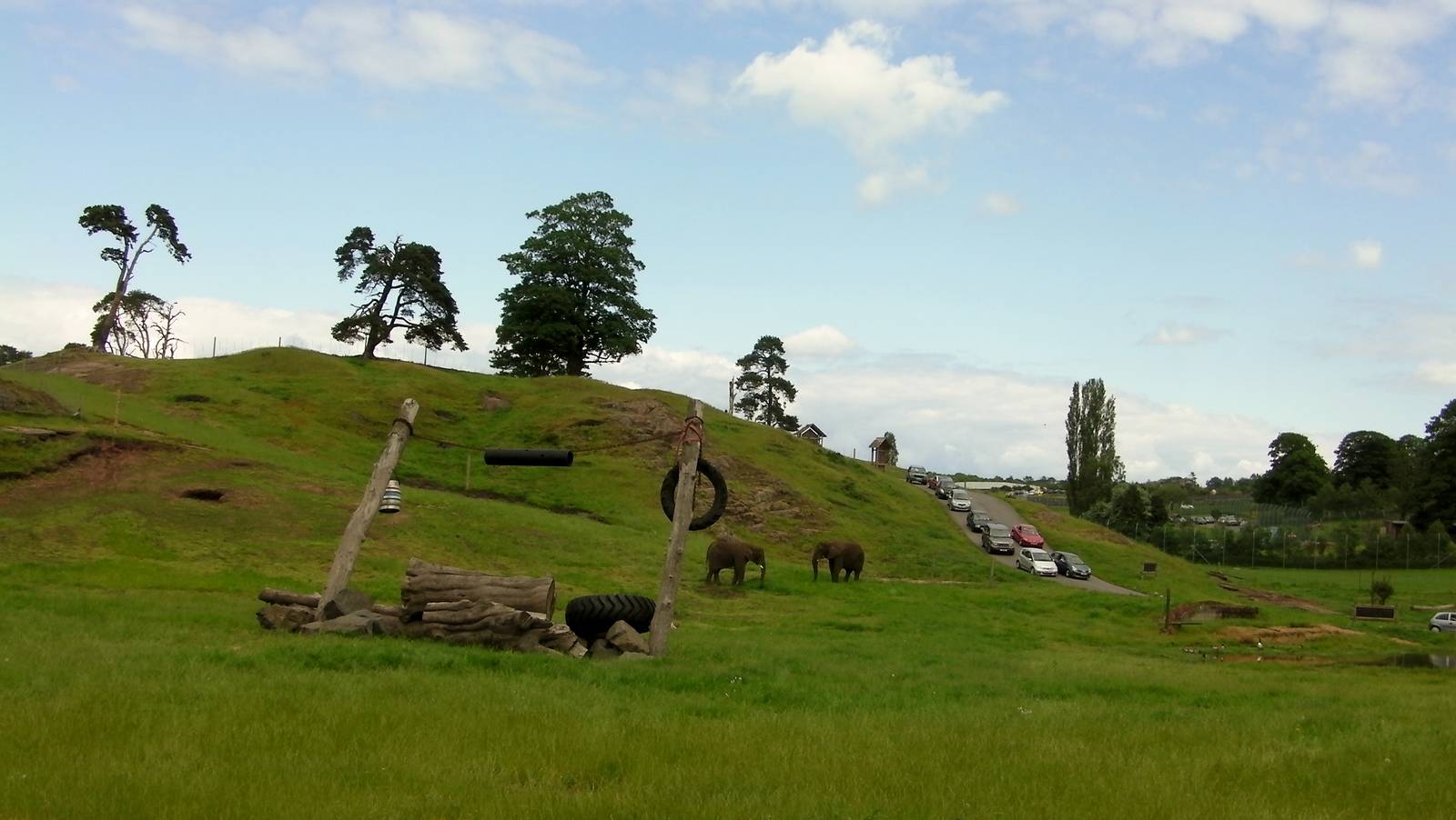 African Elephants  -  04.06.2012
