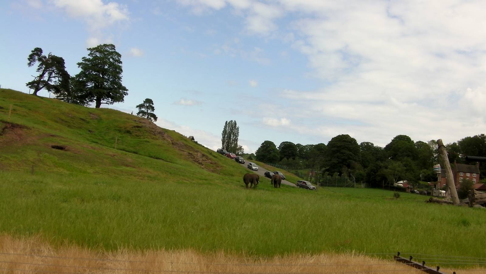 African Elephants  -  04.06.2012