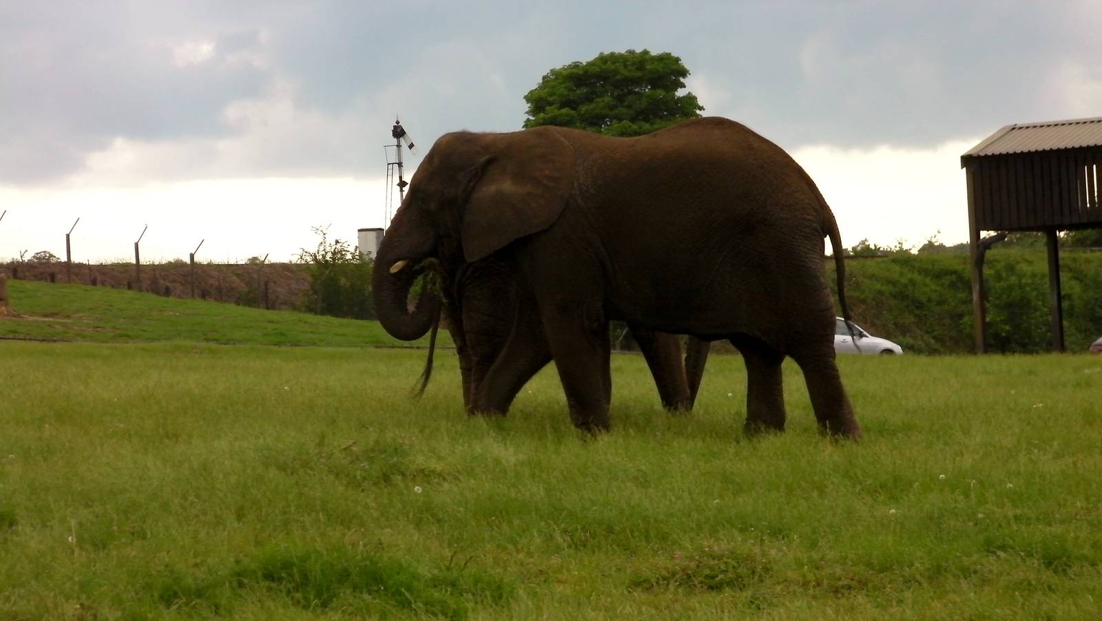 African Elephants  -  04.06.2012