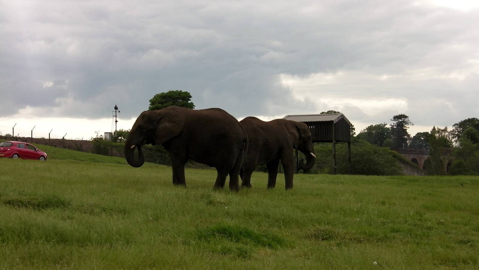 African Elephants  -  04.06.2012