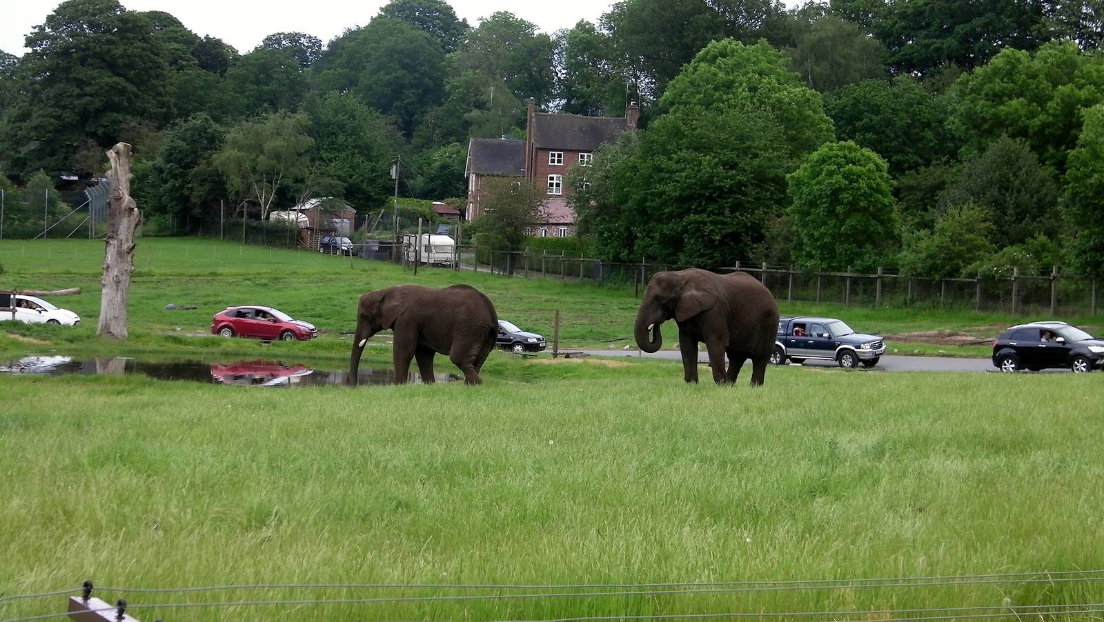 African Elephants  -  04.06.2012