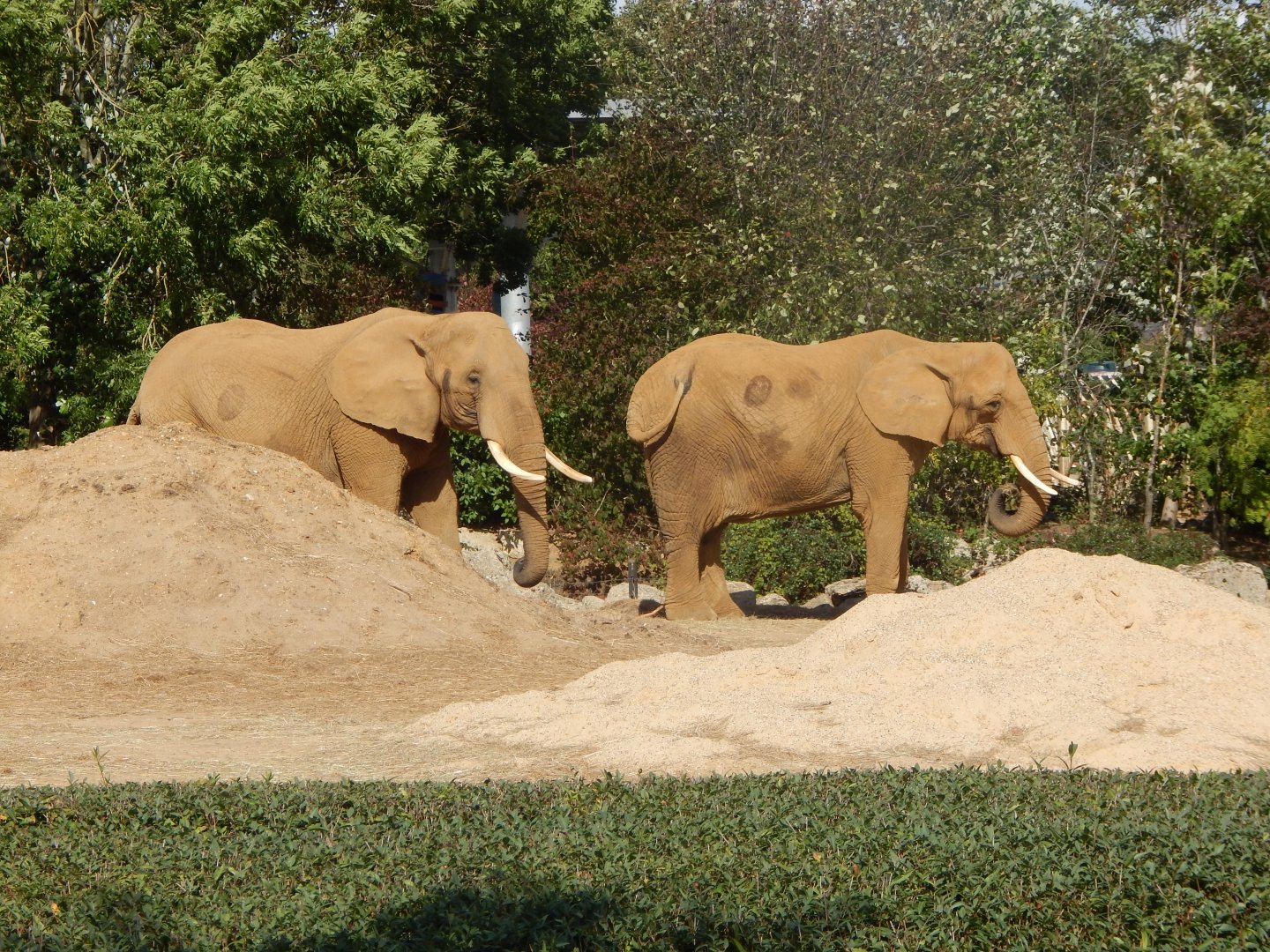 African elephants 110925