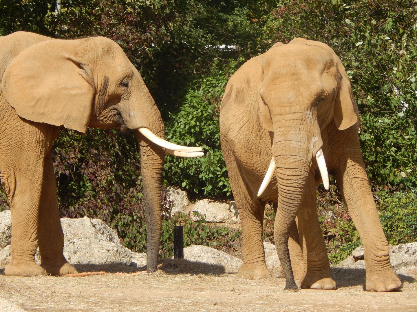 African elephants 110925