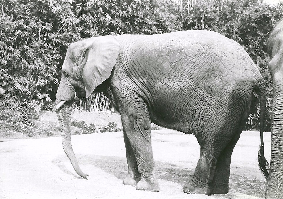 African Elephants - 1982