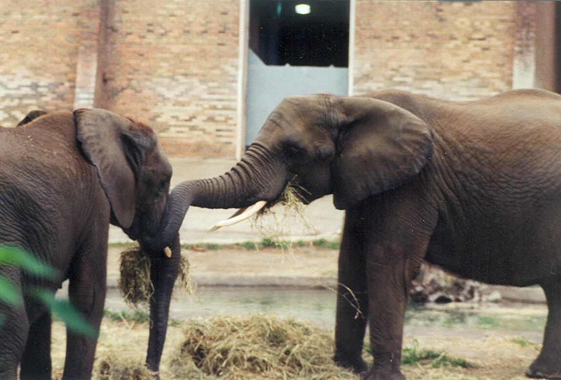 African Elephants - 1999