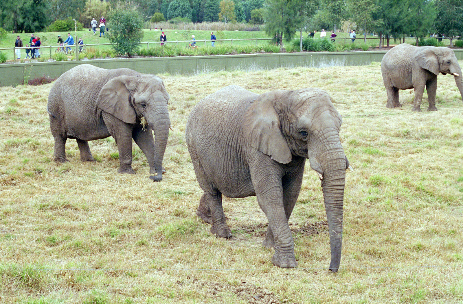 African Elephants - 1999