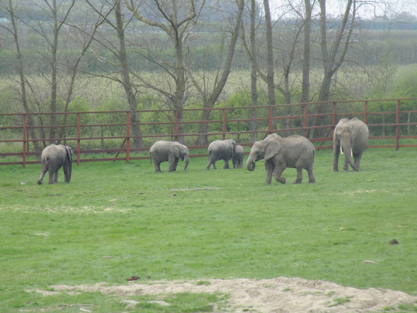 African Elephants - 2/5/15