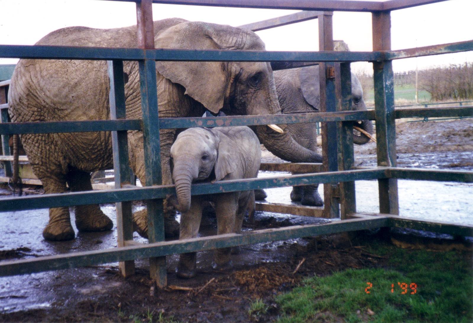 African Elephants, 2 January 1999