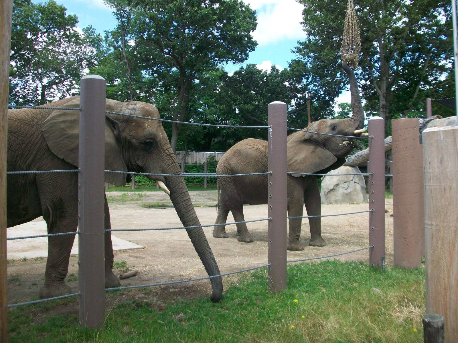 African Elephants - 2009