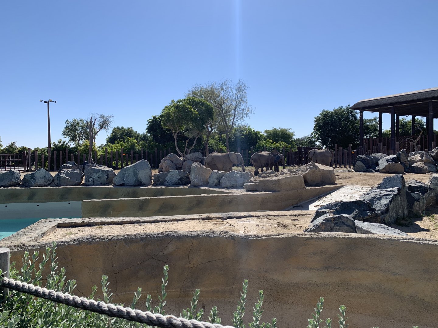African elephants and exhibit