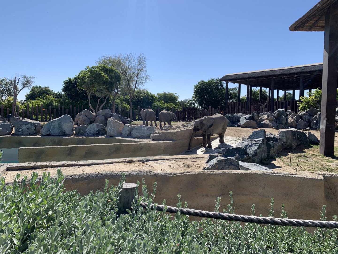 African elephants and exhibit