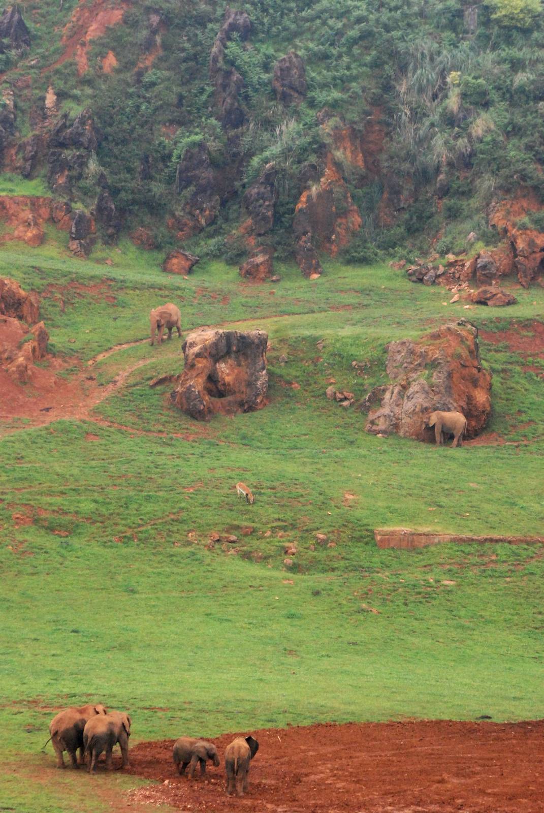 African Elephants (and Kafue Lechwe) at Cabarceno, 11/06/15