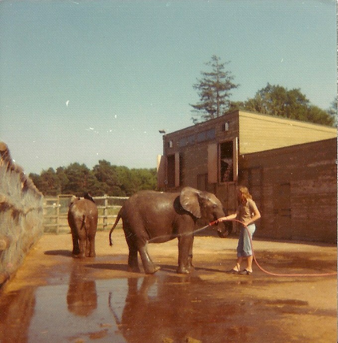 African Elephants and part of a Giraffe 1976