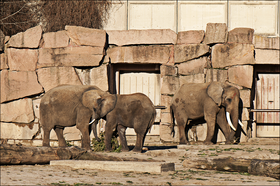 African elephants at Berlin Tierpark