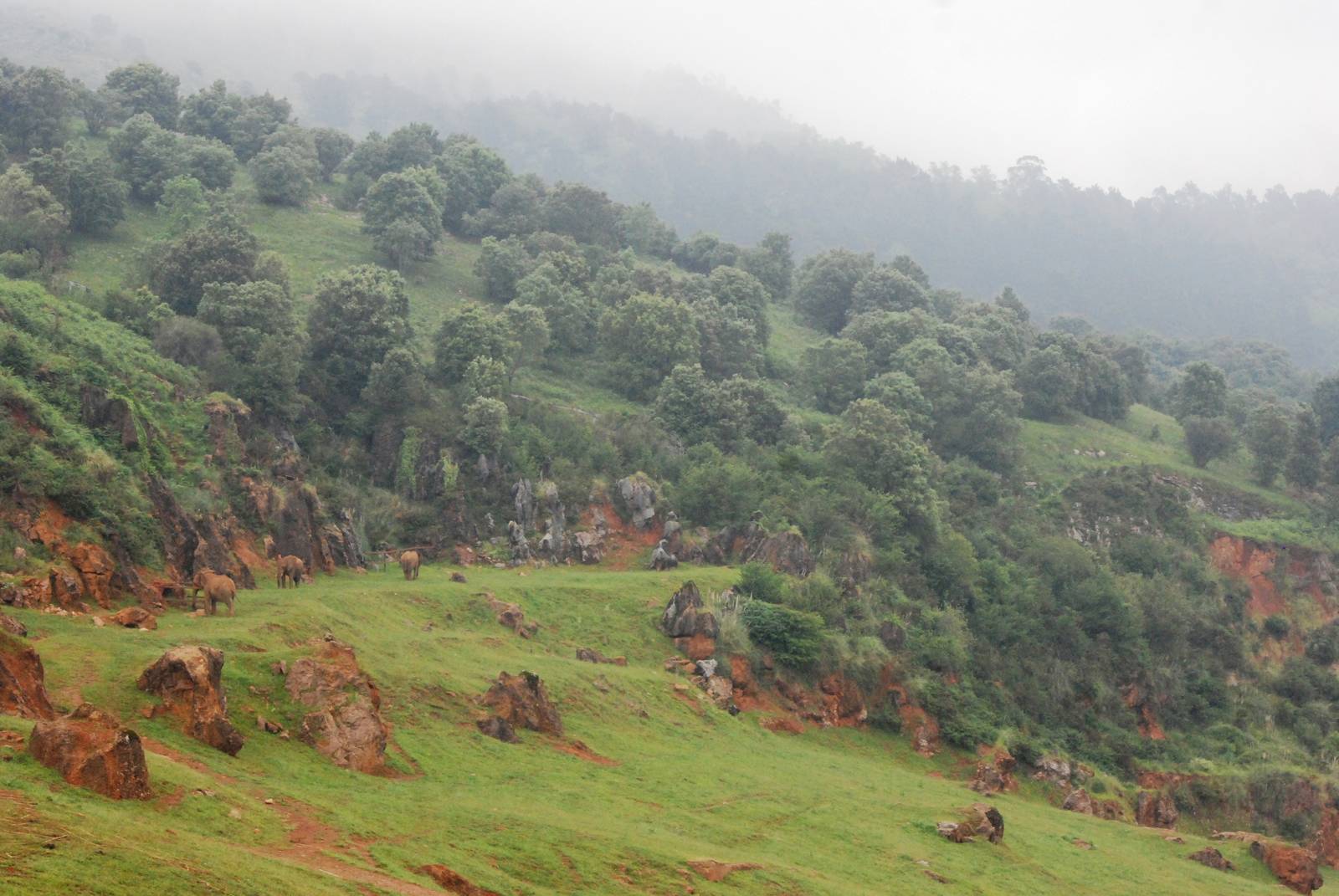 African Elephants at Cabarceno, 11/06/15