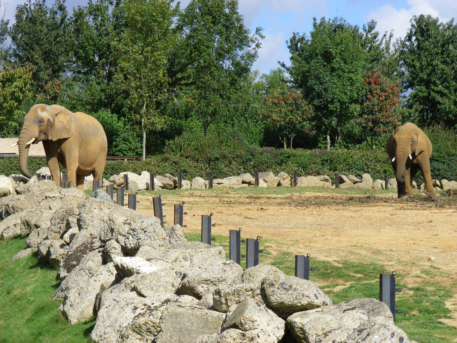 African elephants at Colchester Zoo, 17 September 2010