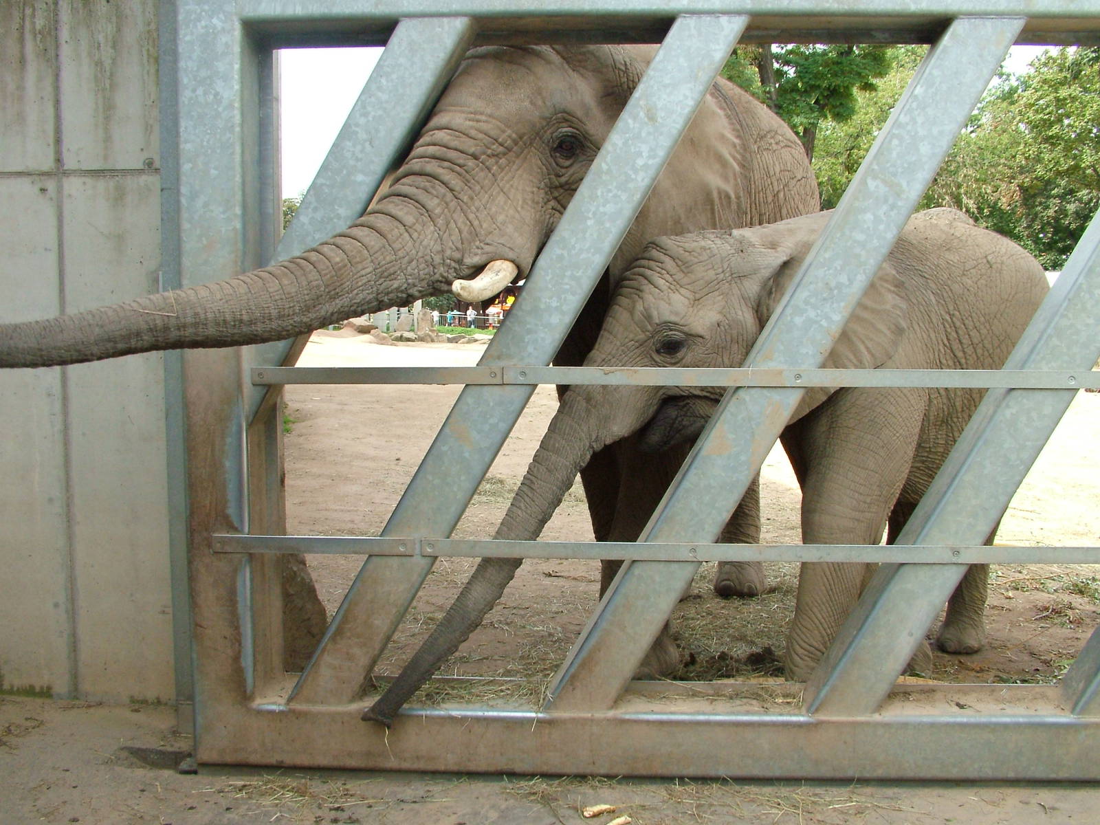 African Elephants at Halle, 04/09/11