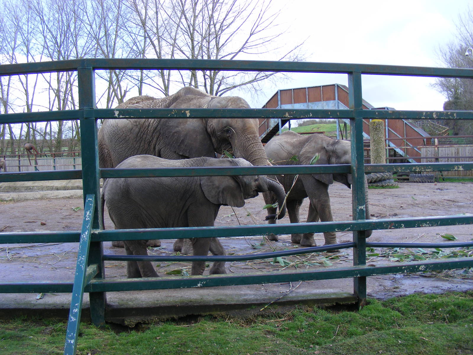 African elephants at Howletts Wild Animal Park, 3 April 2010