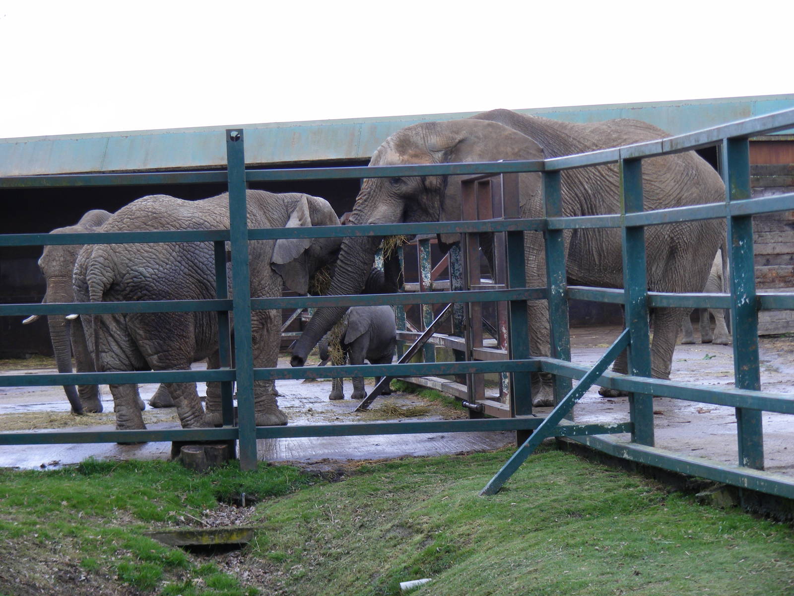 African elephants at Howletts Wild Animal Park, 3 April 2010