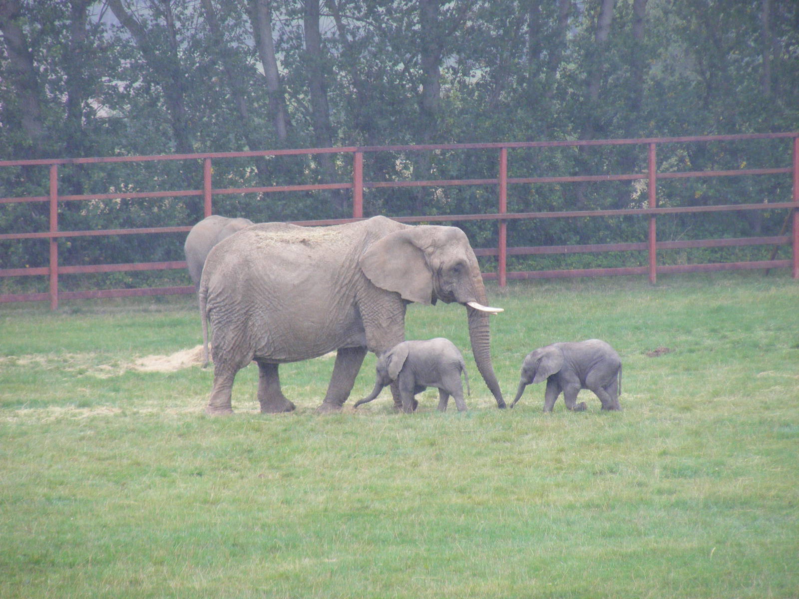 African elephants at Howletts Wild Animal Park, 4 September 2011
