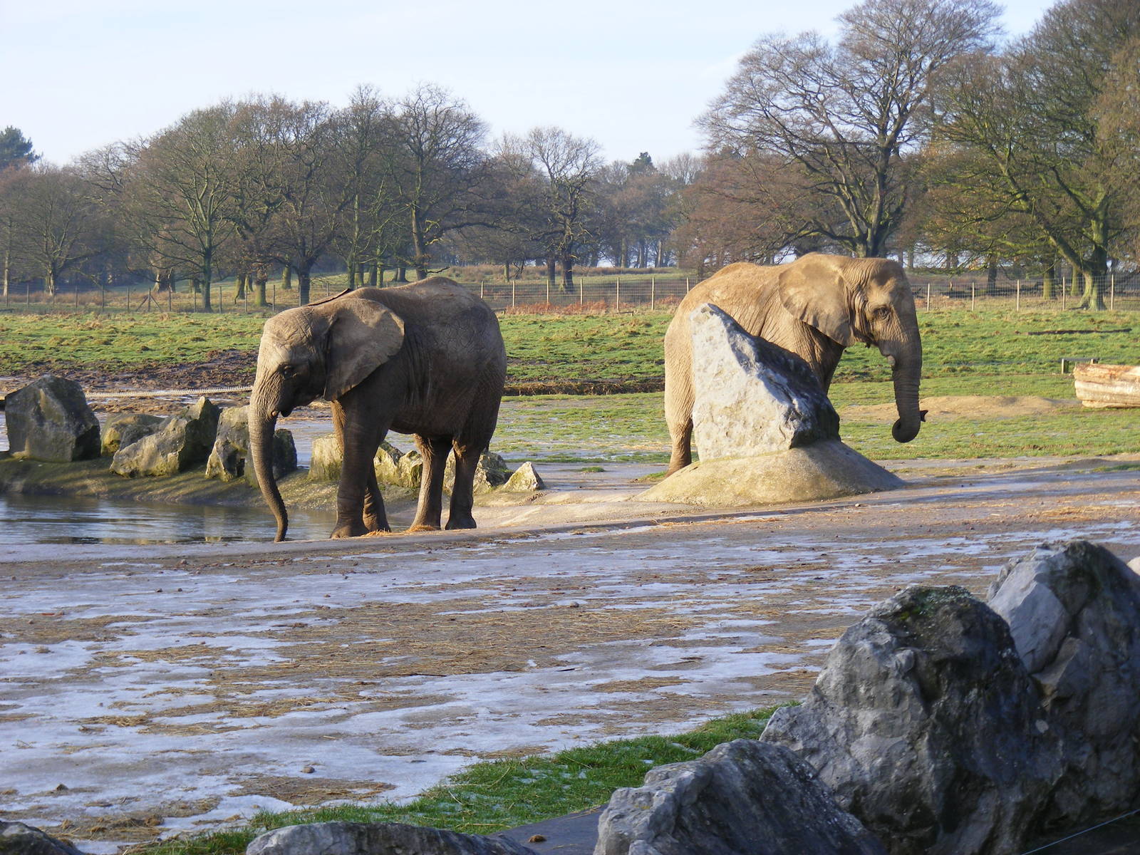 African elephants at Knowsley Safari Park, 28 December 2009