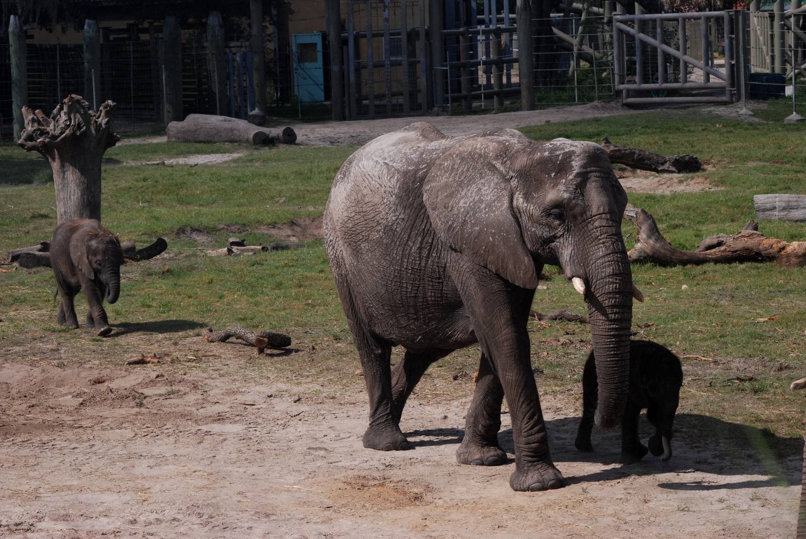 African Elephants at Lowry Park, 13/10/13