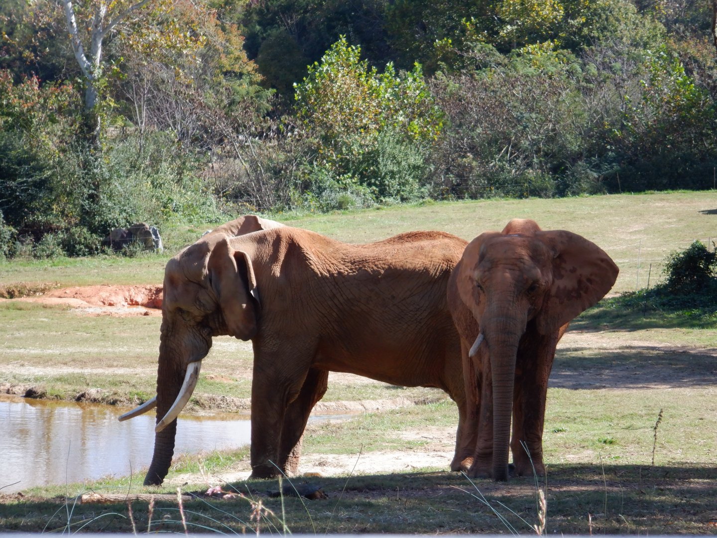 African Elephants at the North Carolina Zoo