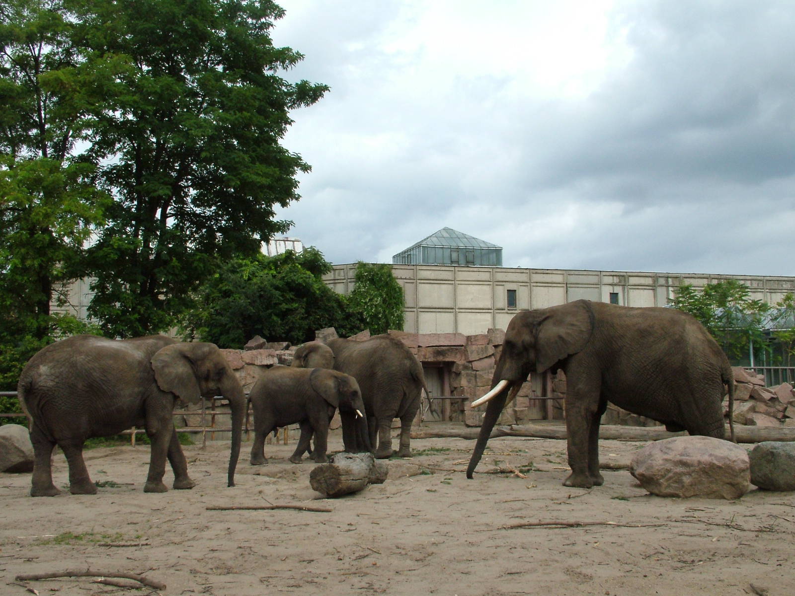 African Elephants at Tierpark Berlin, 30/08/11