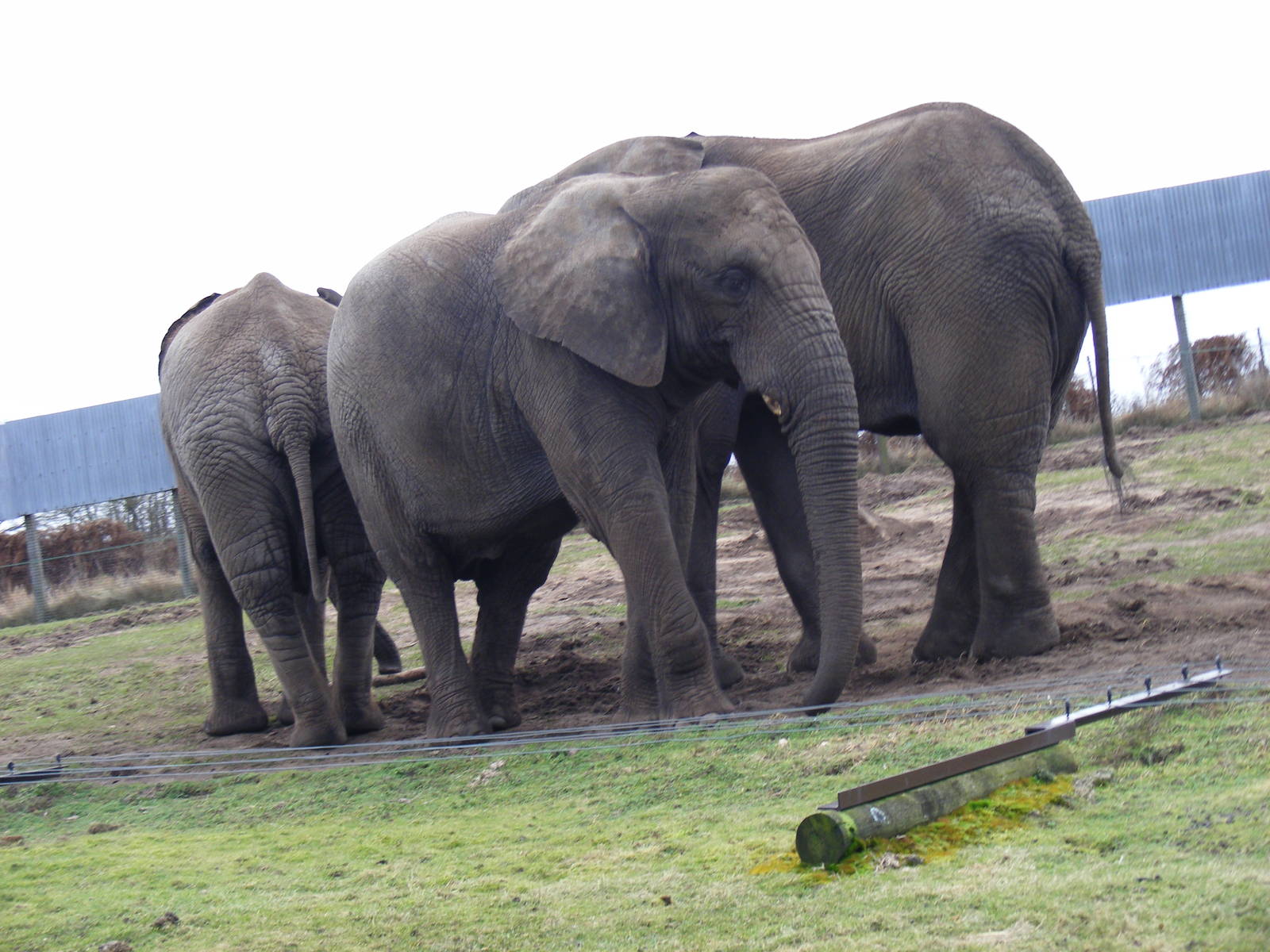 African elephants at West Midland Safari Park, 13 February 2010