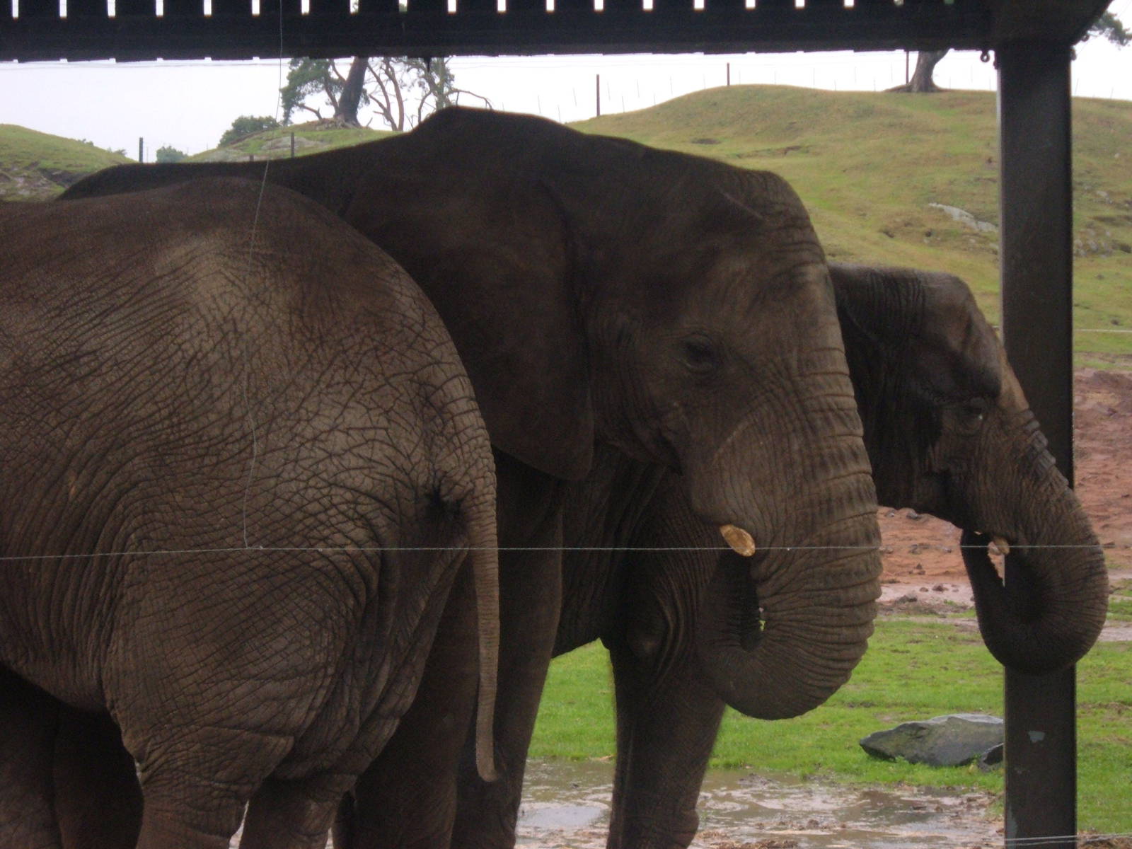 African Elephants at West Midlands Safari Park