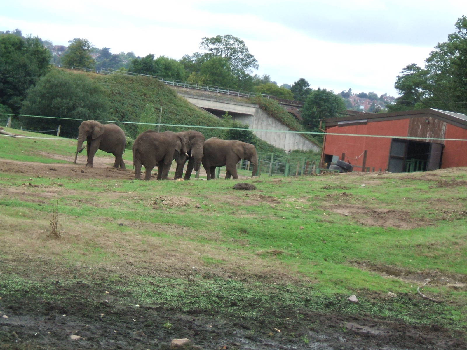 African Elephants at West Midlands Safari Park