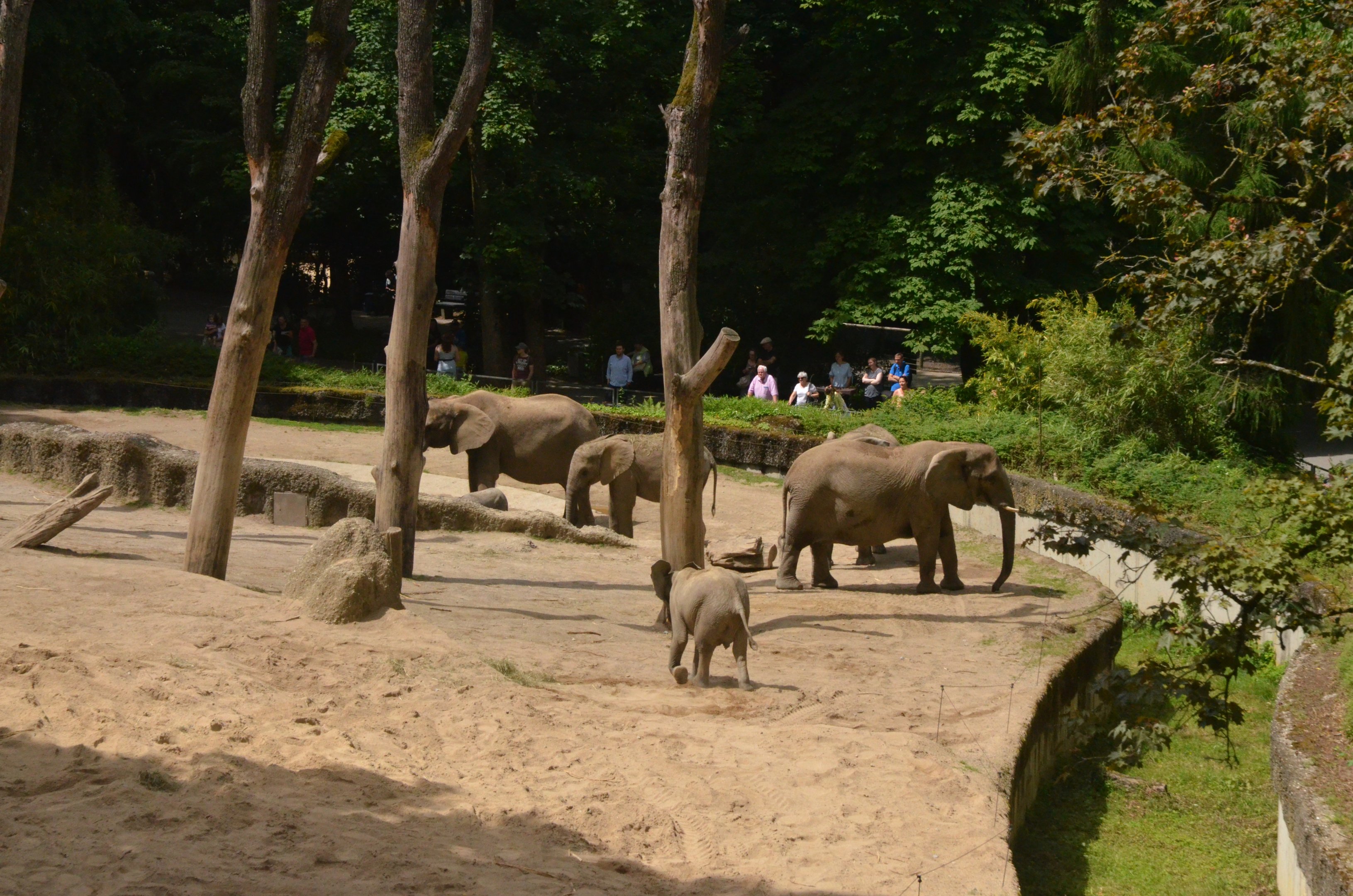 African Elephants at Wuppertal, 16/06/19