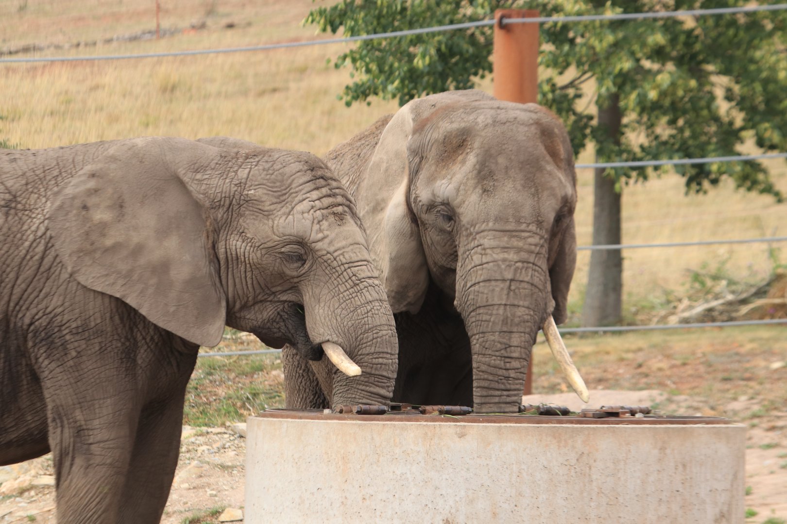 African elephants (August 2019)