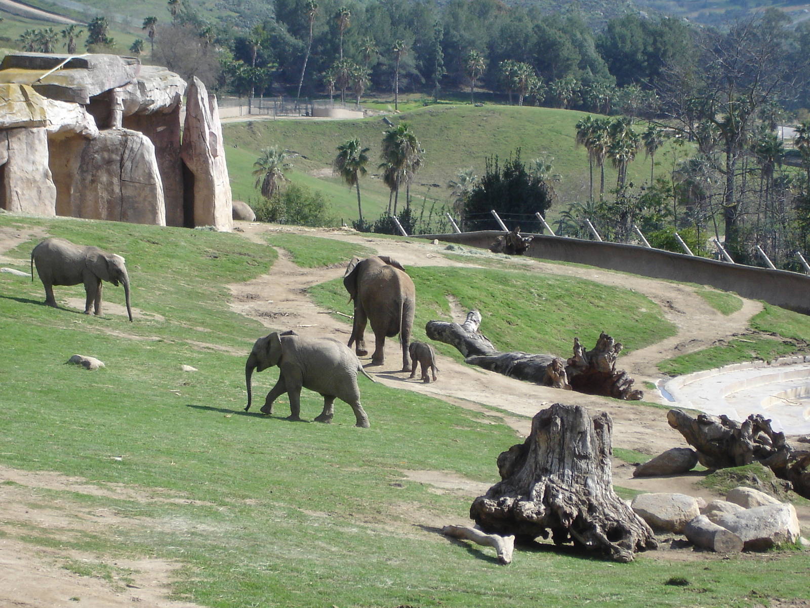 African Elephants - baby born Feb 14