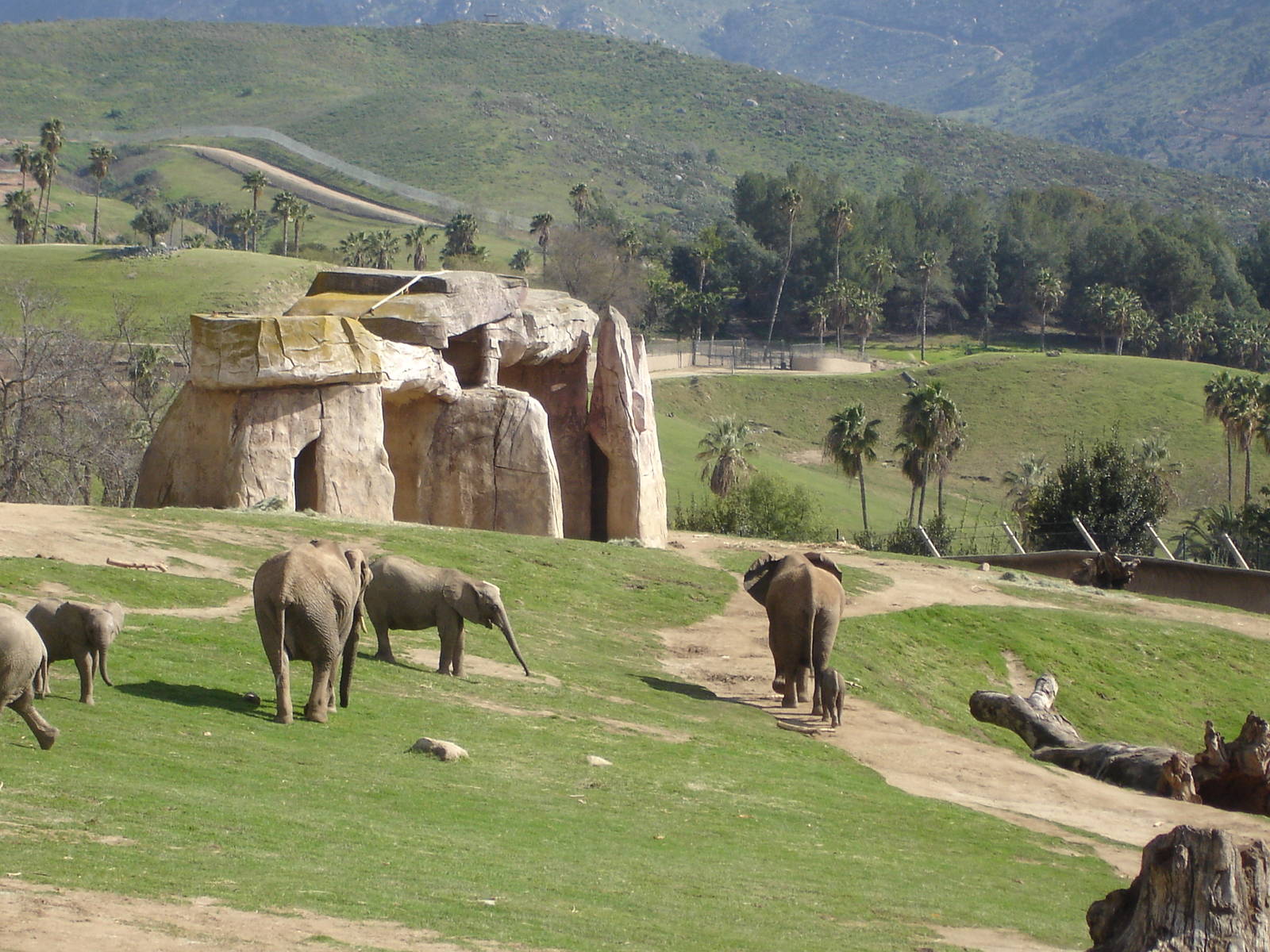 African Elephants - baby born Feb 14