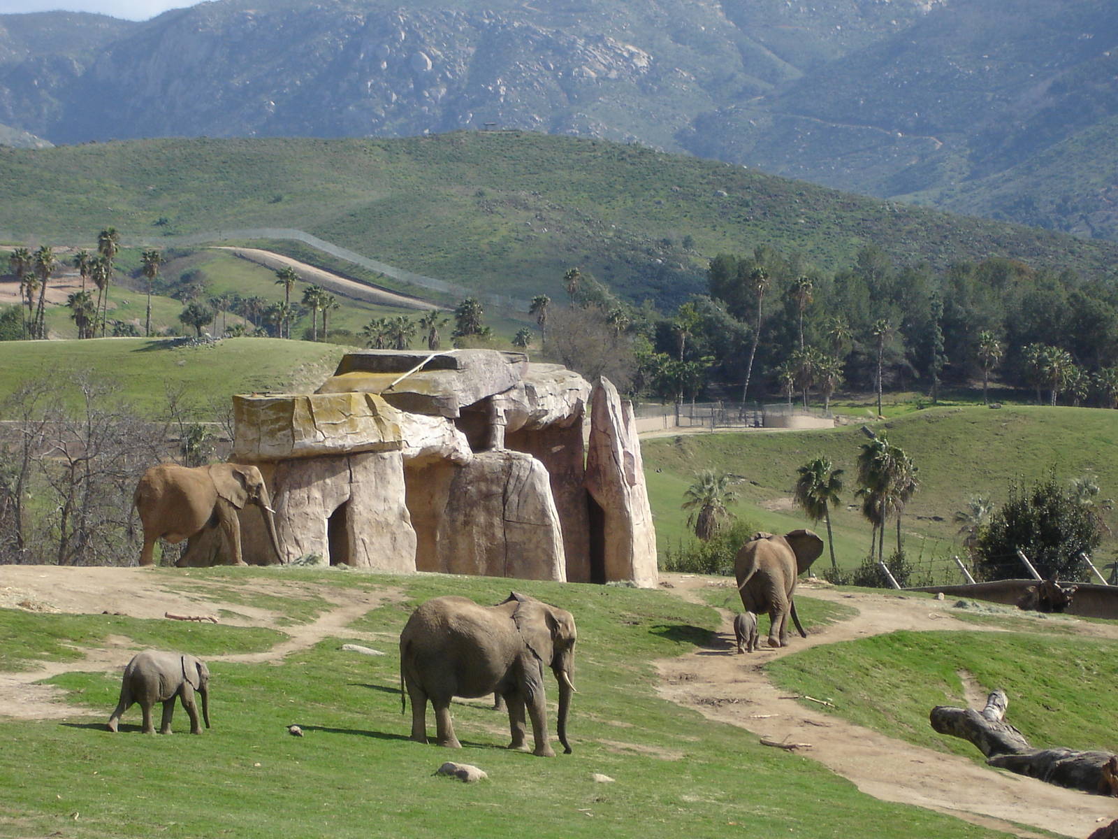 African Elephants - baby born Feb 14
