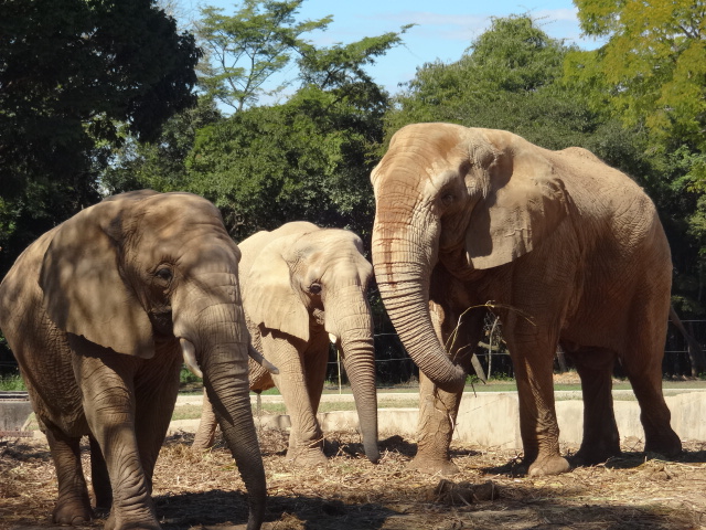 African elephants - Belo Horizonte zoo