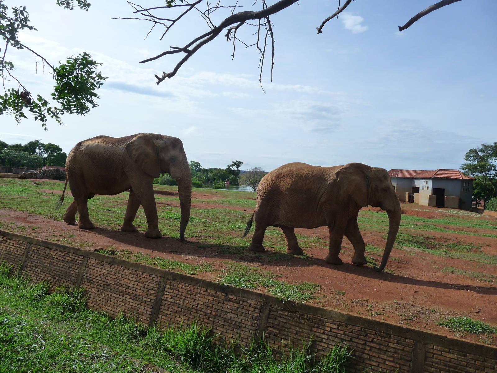 african elephants brasilia zoo