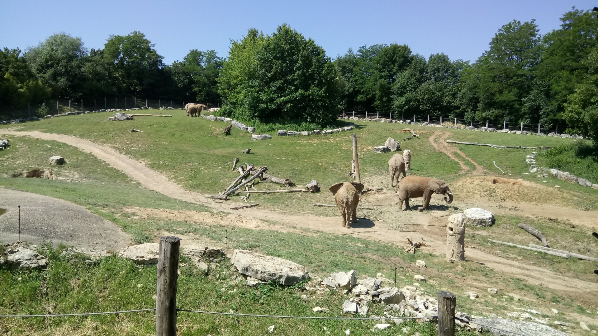 African elephants cows all together in the main enclosure