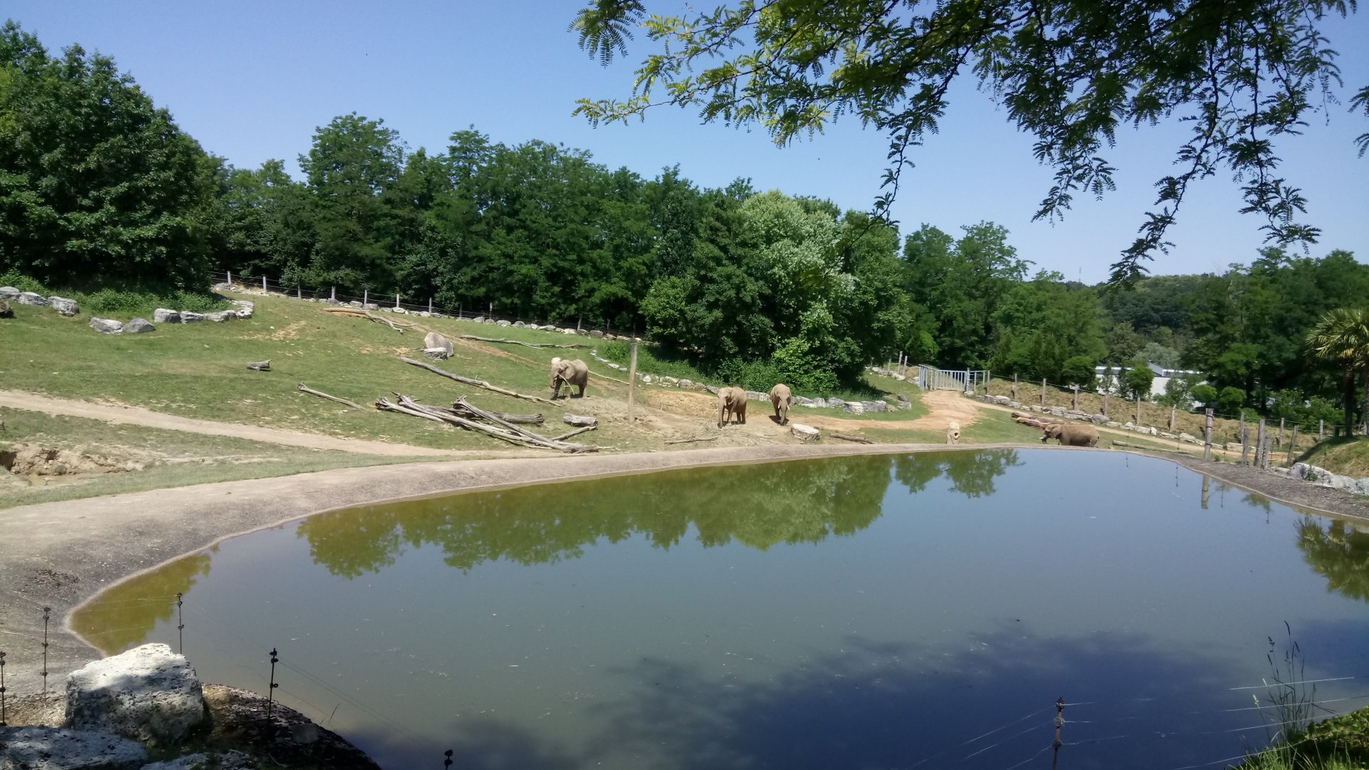 African elephants cows all together in the main enclosure