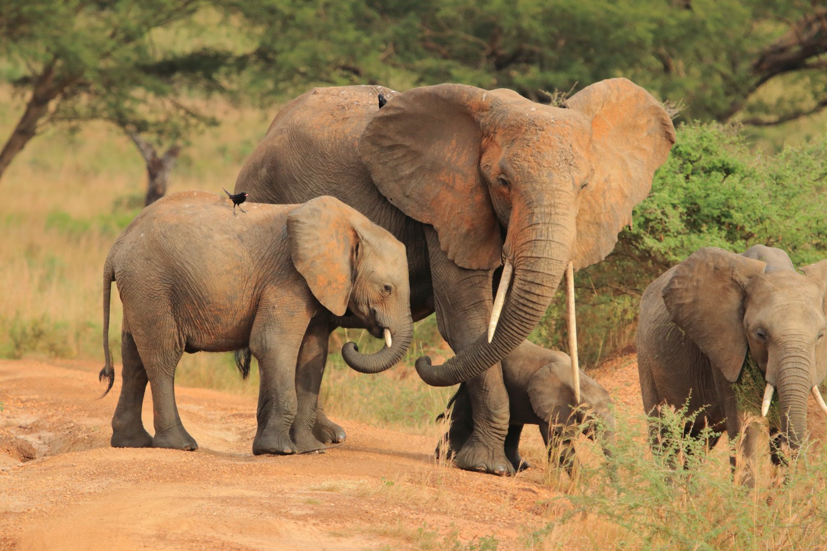 African elephants (December 2019)